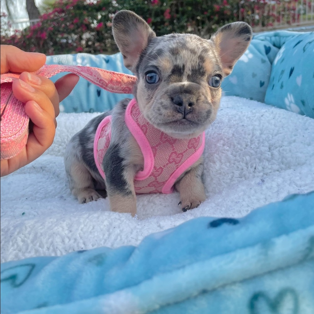 “DEISGNER Gucci” puppy harness with matching leash